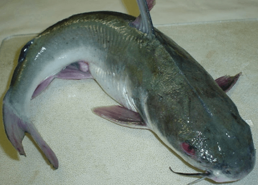 Catfish-farming-in-nigeria1