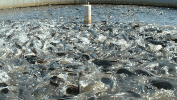 Catfish-farming-in-nigeria2